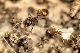 fotografía macro de hormigas