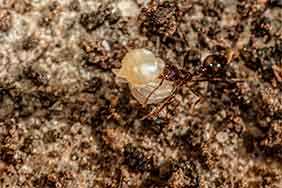 fotografía de hormigas